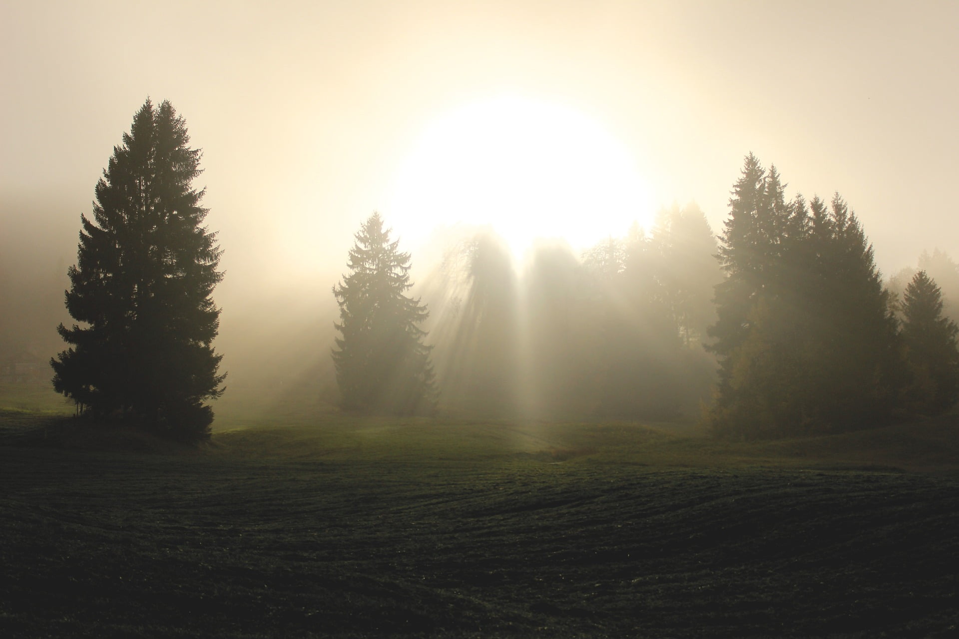 light amongst the trees