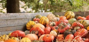 pumpkins